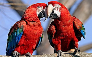 two red-and-blue parrots perched on branch